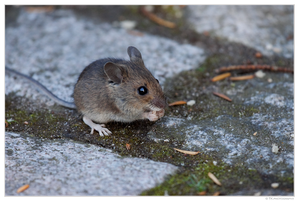 Ja wo isser denn der Testserver 0.9.17.1 Gameplay World of Tanks