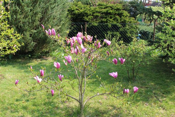 Magnolienstrauch Fotos & Bilder auf
