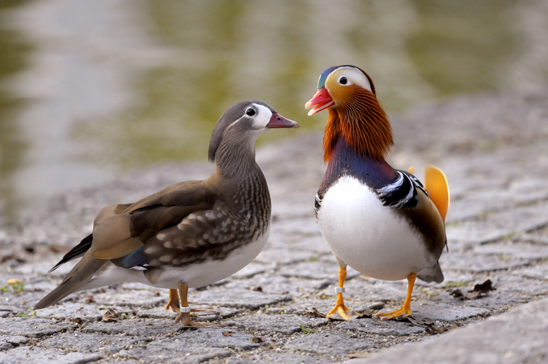 MandarinenEnten Pärchen Foto &amp; Bild tiere, wildlife, wild lebende