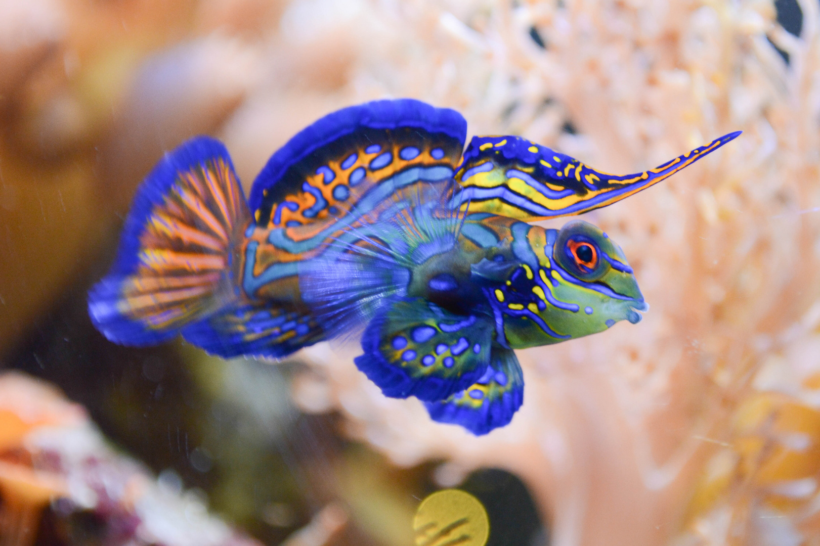 Mandarinfisch Foto & Bild tiere, haustiere, aquaristik Bilder auf