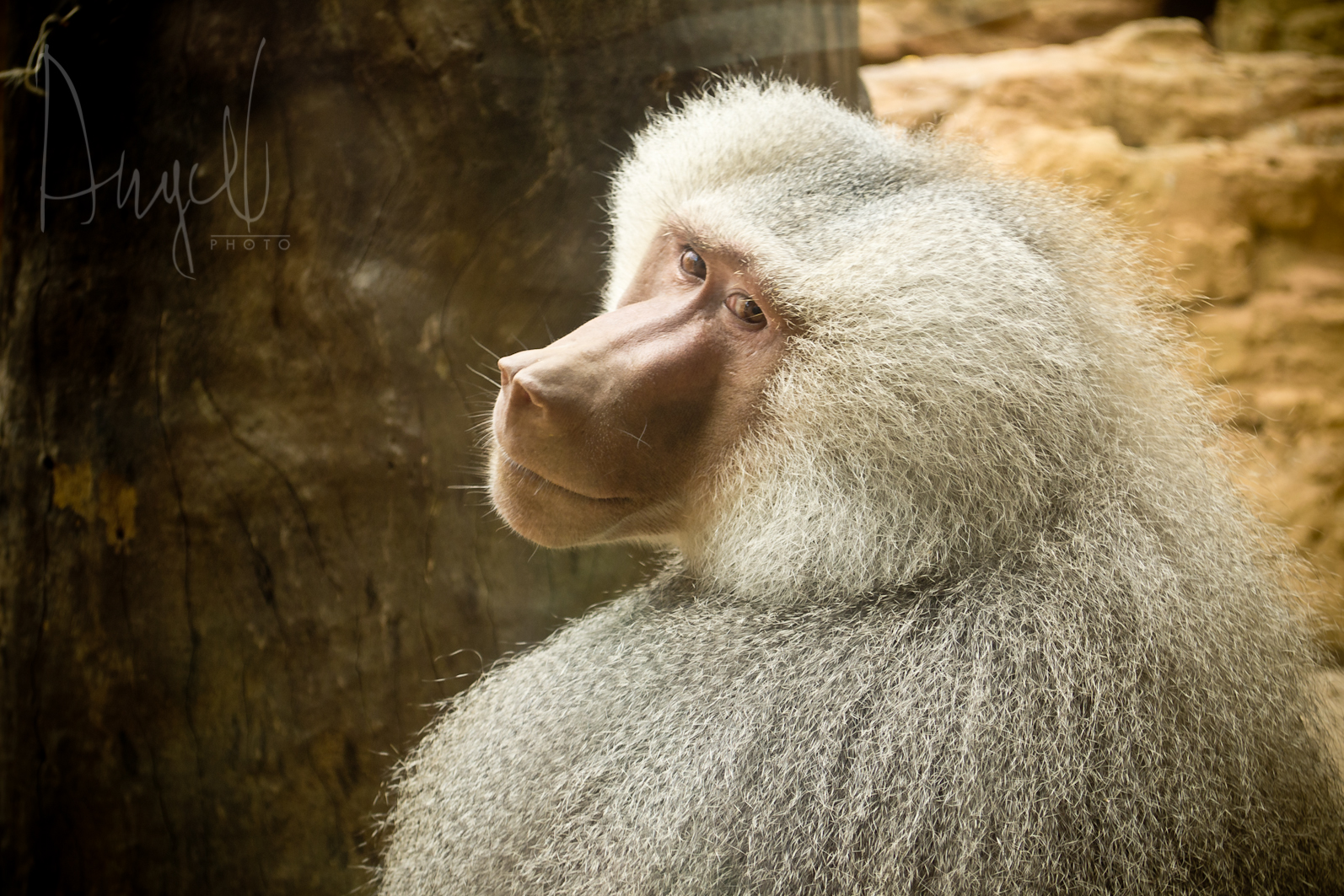 Mandril Imagen & Foto | animales, animales salvajes, Fotos de fotocommunity