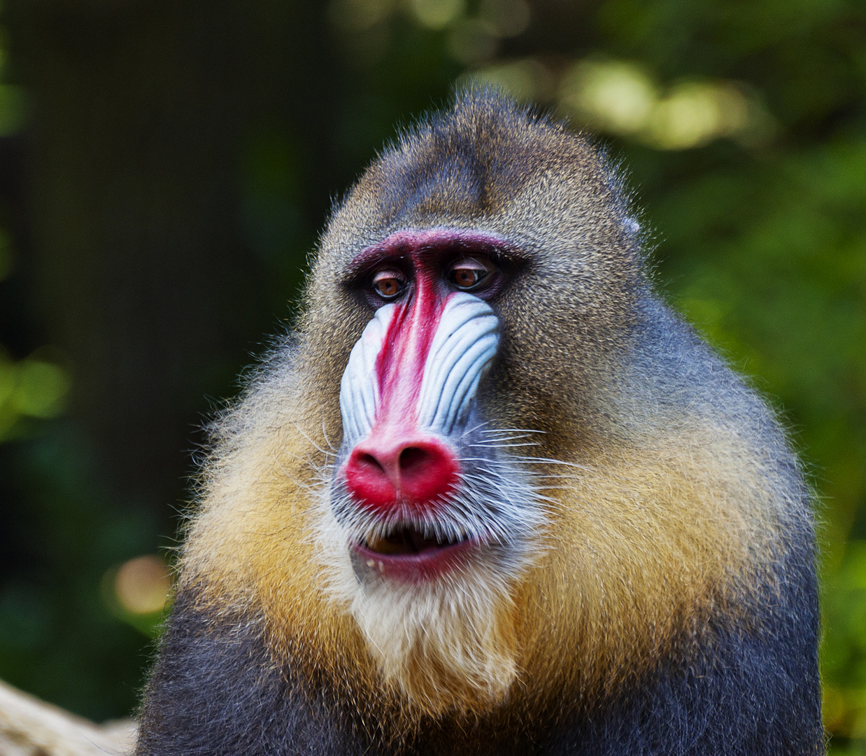 Mandrill Foto & Bild | tiere, zoo, wildpark & falknerei, natur ...