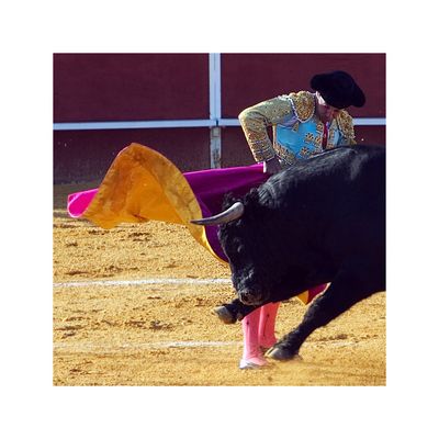 Stier mann single