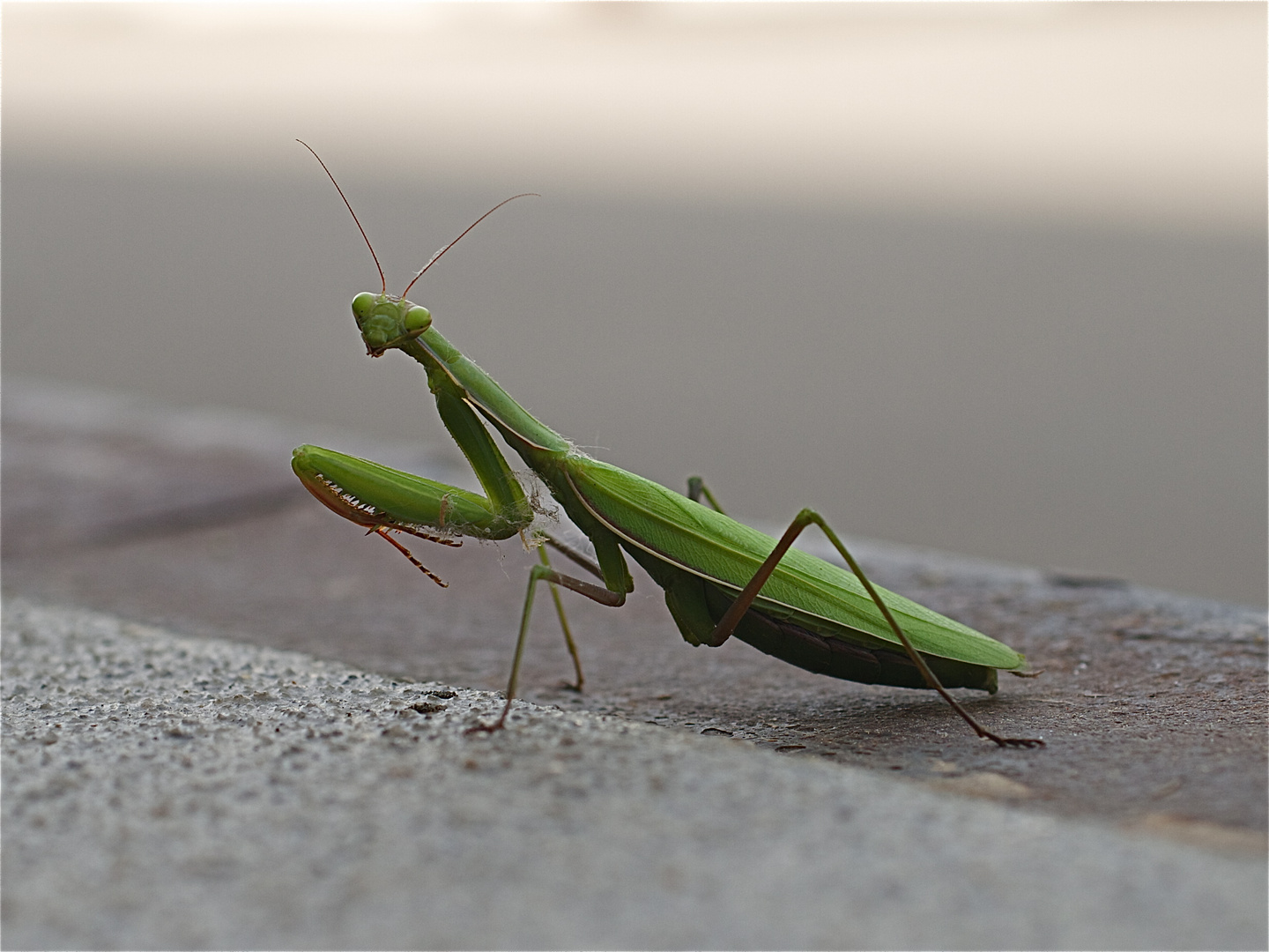 Mante religieuse photo et image macro nature, macro insectes, nature Images