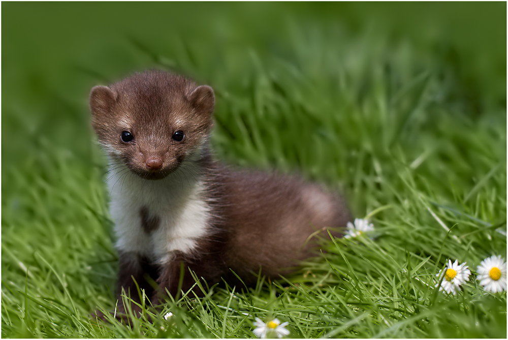 Baby Marder Baby Marder