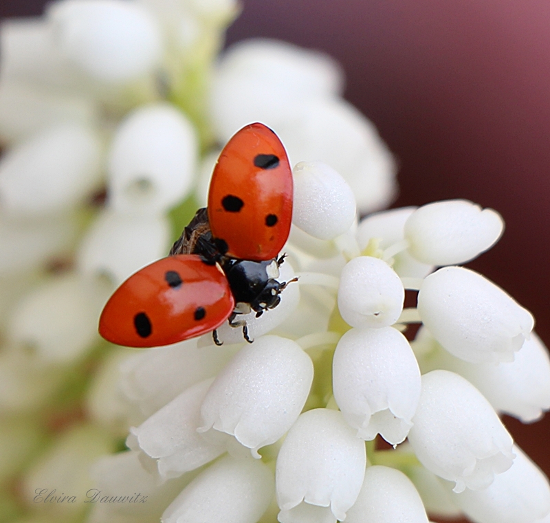 Marienkäfer Foto & Bild | tiere, marienkäfer auf weißer