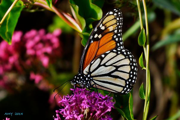MARIPOSA MONARCA (ISLA DE LA PALMA). Para SOR CARMEN MARCOS BÁSCONES.