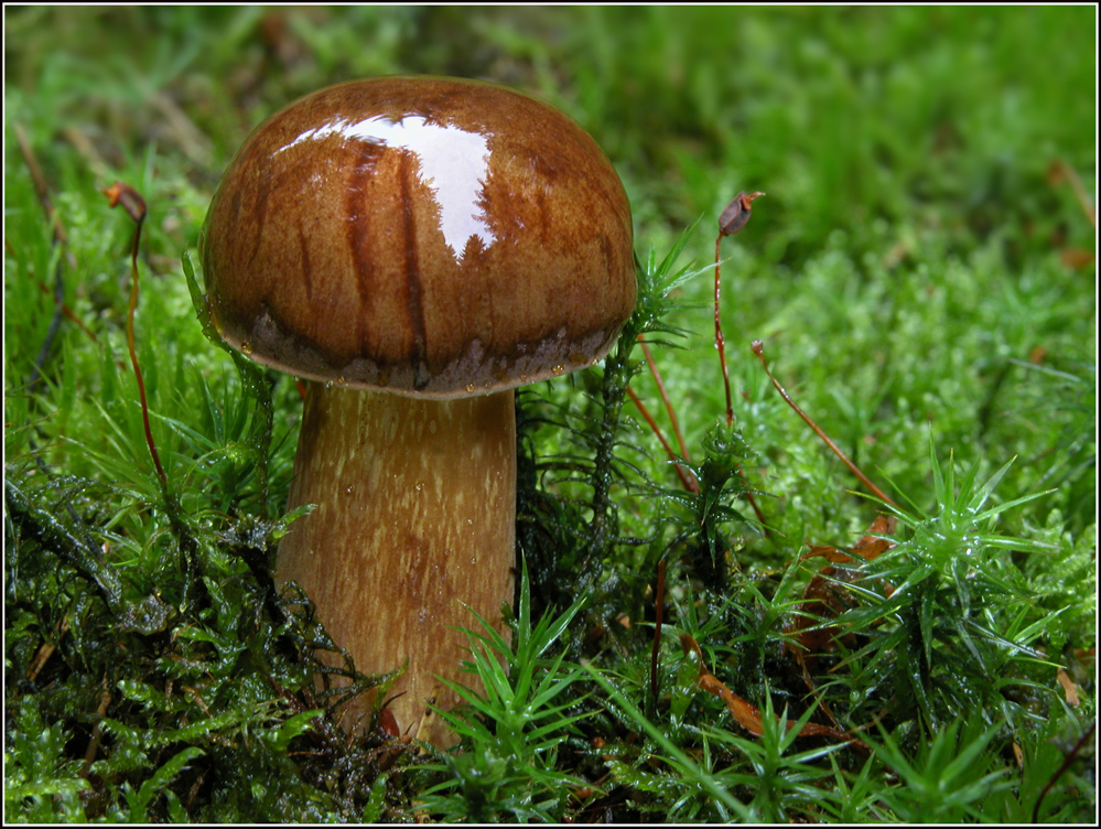 Marone auf Hochglanz getrimmt.... Foto & Bild pflanzen, pilze