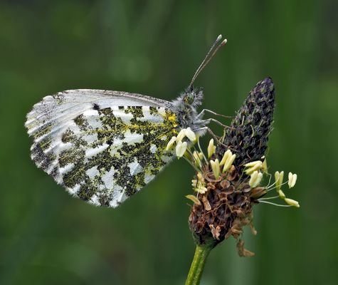Mattfleckiger Weissling (Euchloe simplonia). --- Un papillon qui se repose!