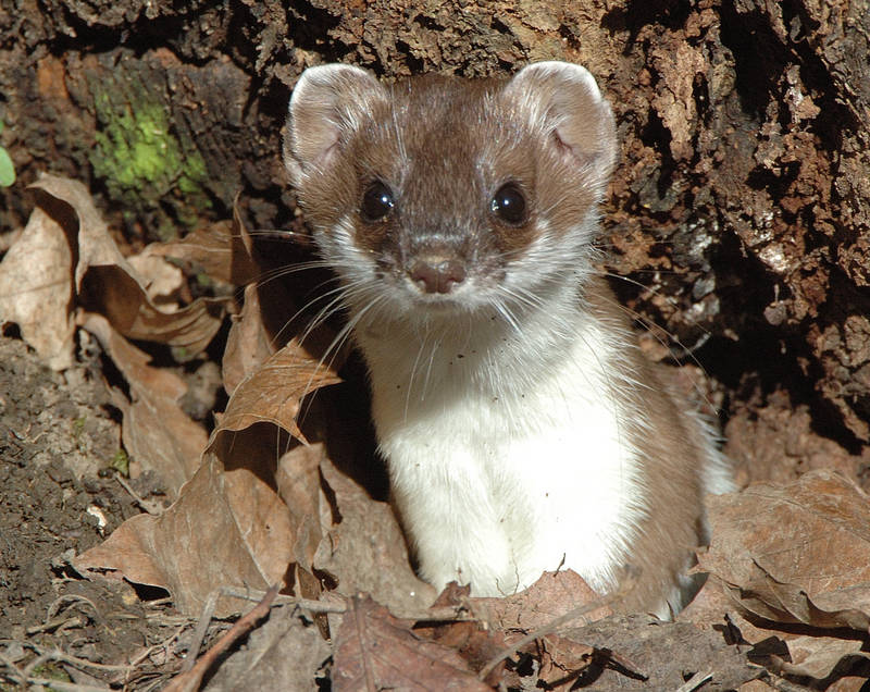 Maus Wiesel Foto & Bild | tiere, wildlife, säugetiere Bilder auf ...