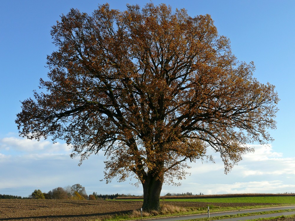 "Mein Baum" im Herbst II Foto & Bild | deutschland, europe, bayern ...