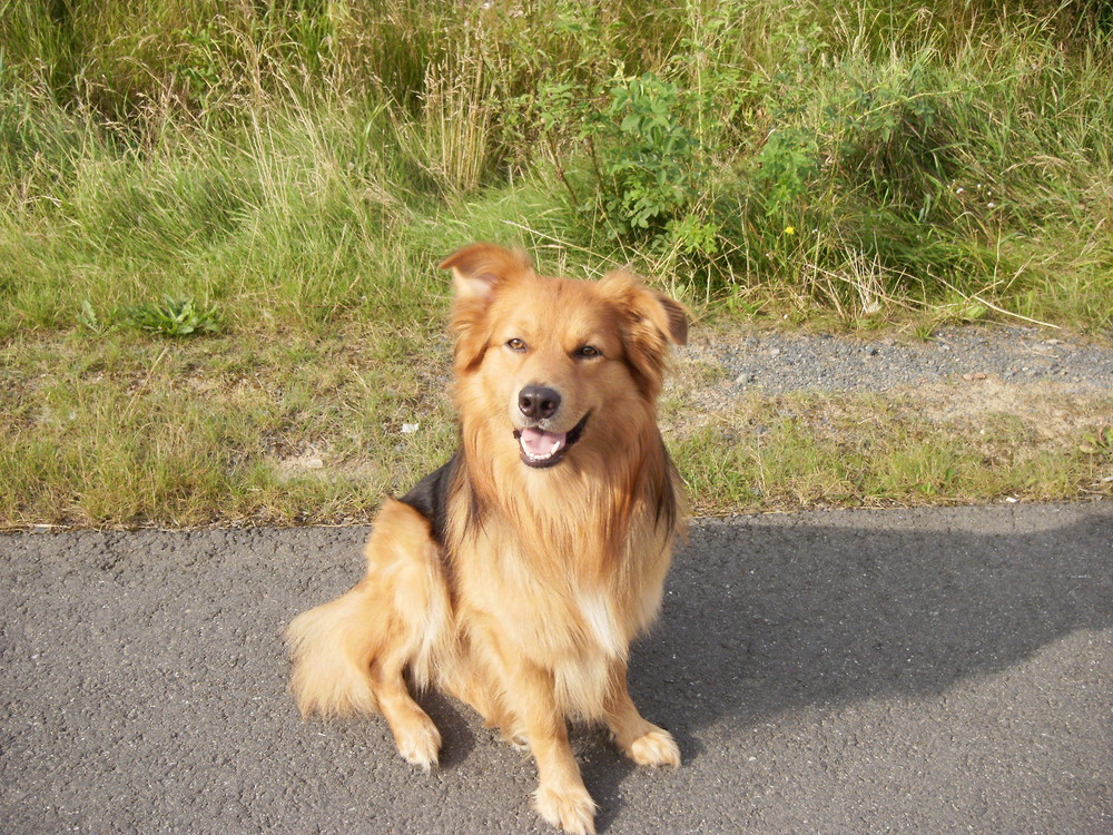 Mein Hund Namens Rocky Foto &amp; Bild tiere, natur Bilder auf