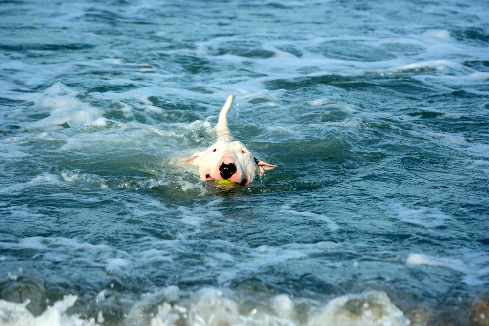 Mein kleiner Haifisch! Foto & Bild tiere, natur Bilder auf