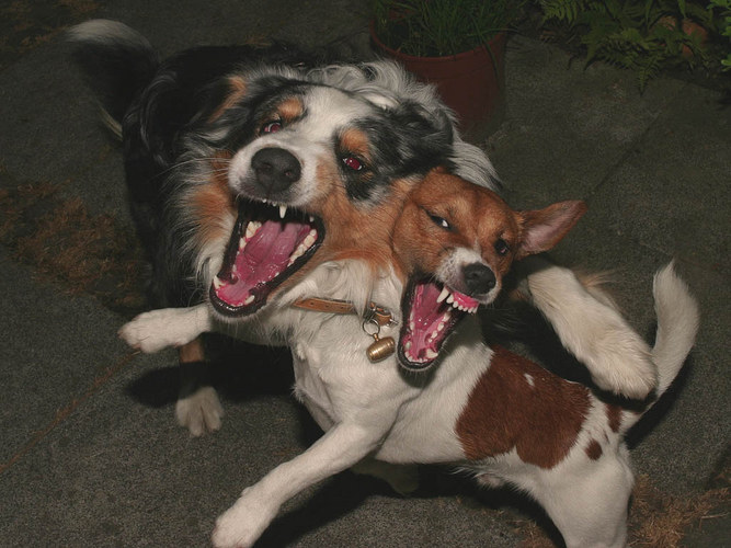 Mein kleiner Jack Russel ganz gross Foto &amp; Bild tiere, haustiere
