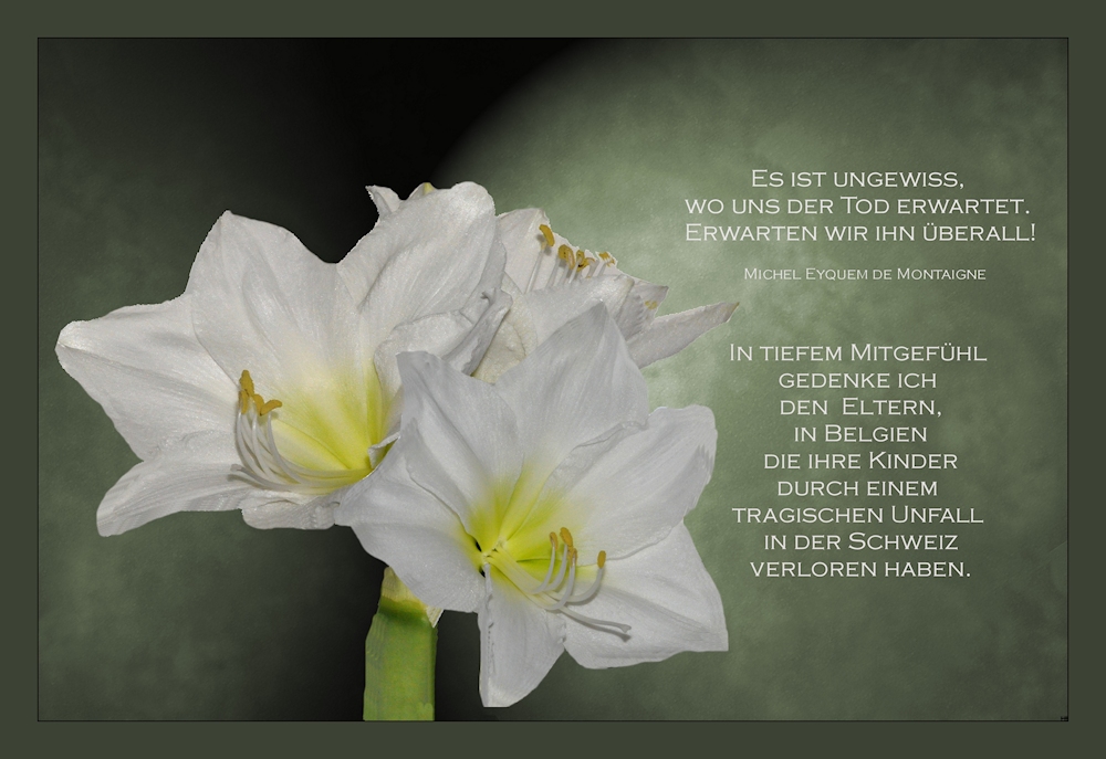 mein Mitgefühl Foto & Bild trauerkarten, trauer, *glück karten
