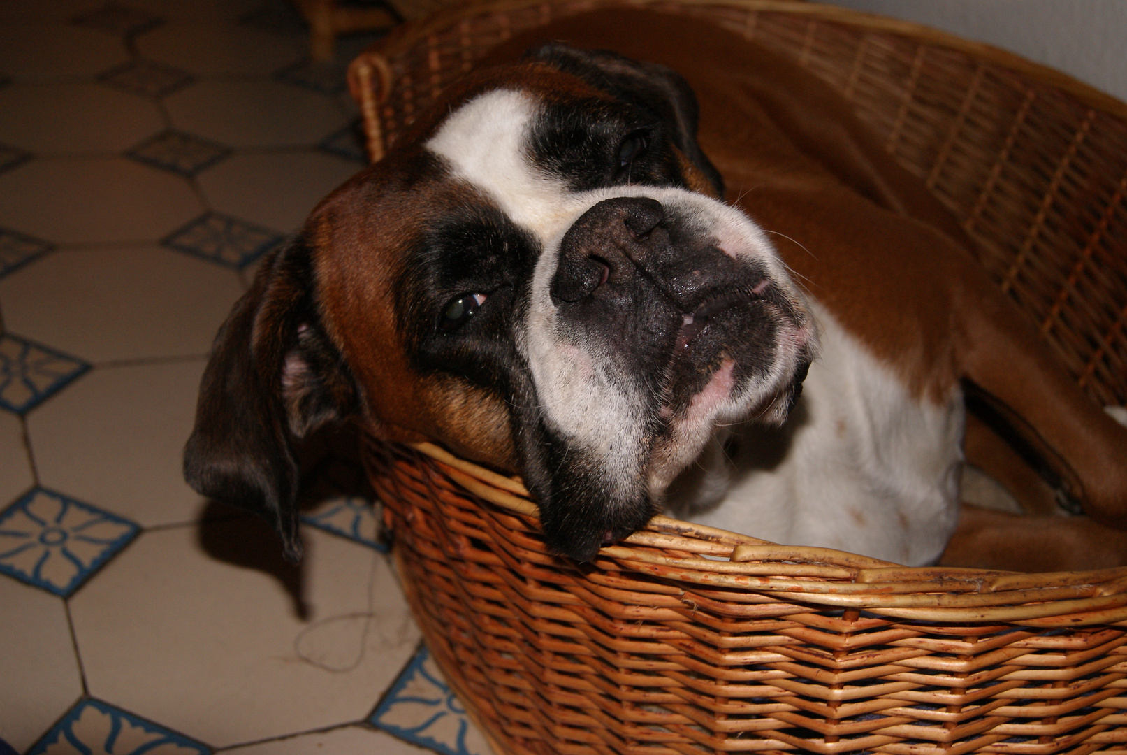 süßer hund