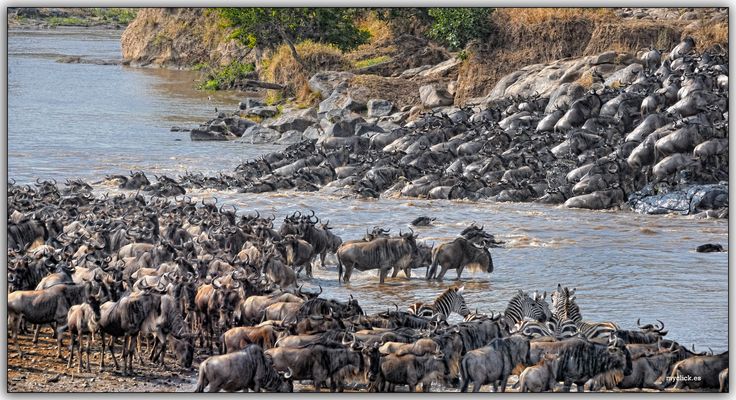 MEMORIAS DE AFRICA-LA MIGRACION- EL CRUCE DEL RIO MARA LA DIRECCION EQUIVOCADA -PN DE MASAI .MARA