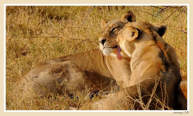 MEMORIAS DE AFRICA - P N MOREMI-NO TAN FIERAS-DEDICADA A TODOS LOS AMANTES DE LA NATURALEZA