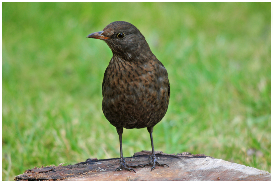 Merlette photo et image animaux, animaux sauvages, oiseaux Images