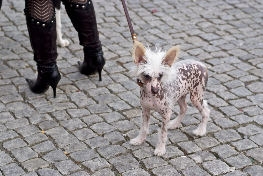 Mexikanischer Nackthund Foto & Bild tiere, haustiere, hunde Bilder