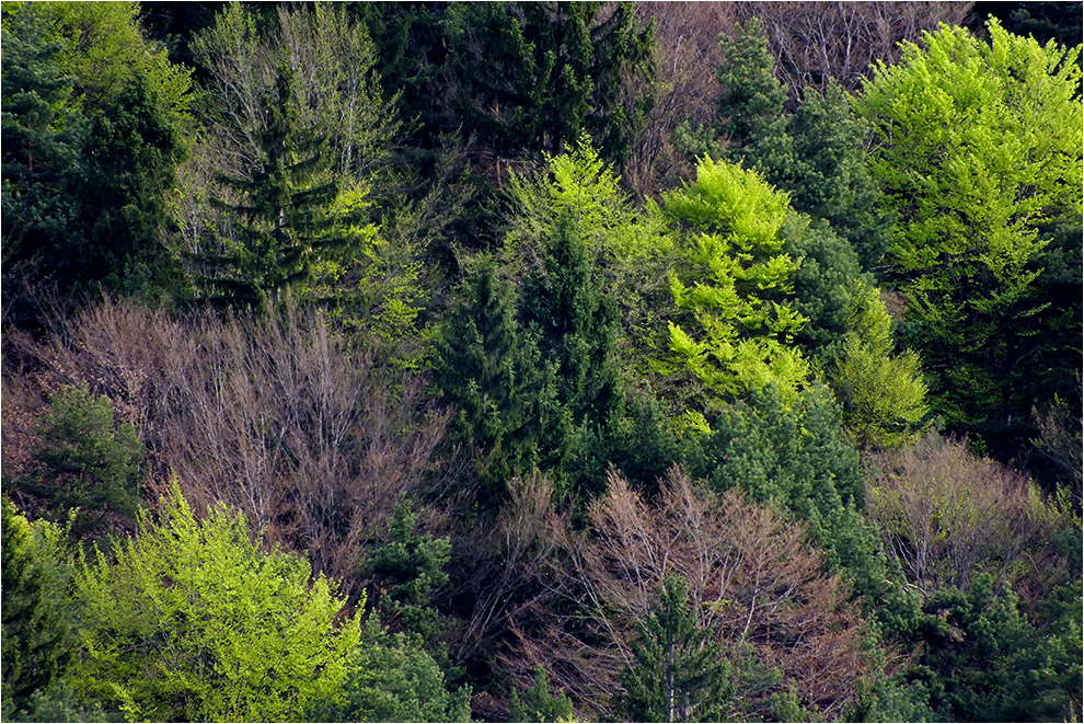 Bildergebnis für mischwald frühling