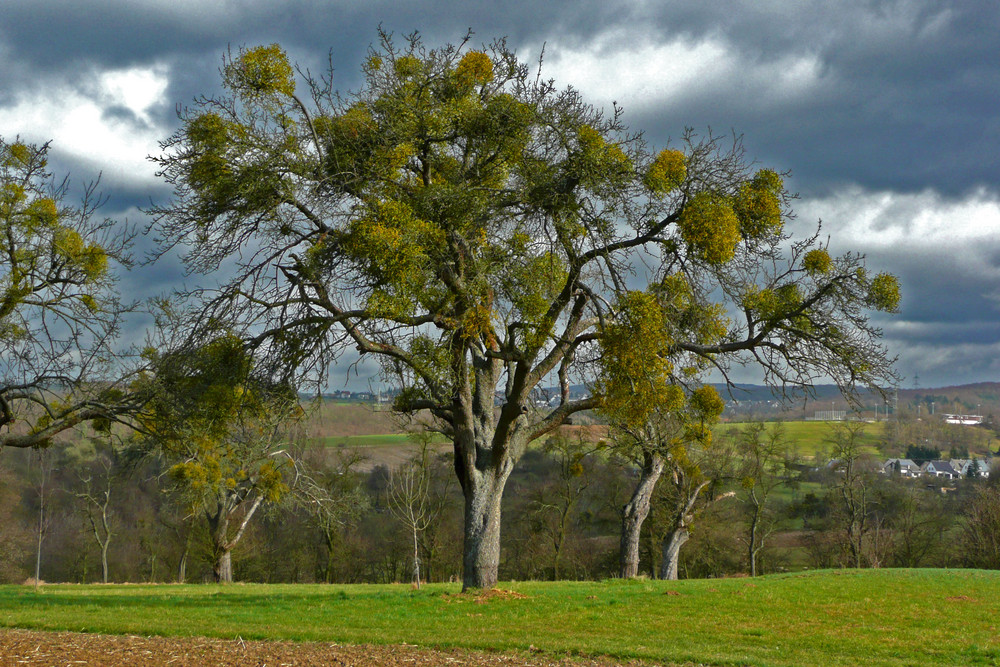 "Mistel"Baum vor "Emma" Foto & Bild pflanzen, pilze & flechten, ku