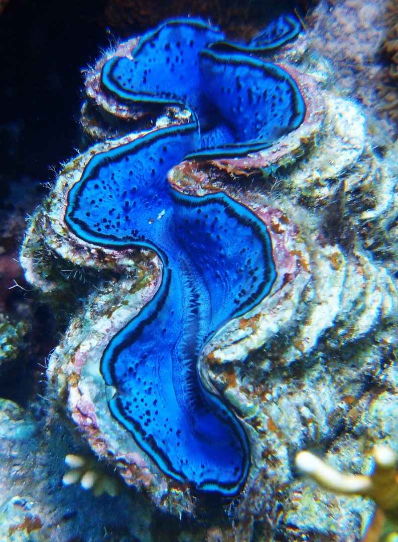 riesenmuschel riesenmuschel