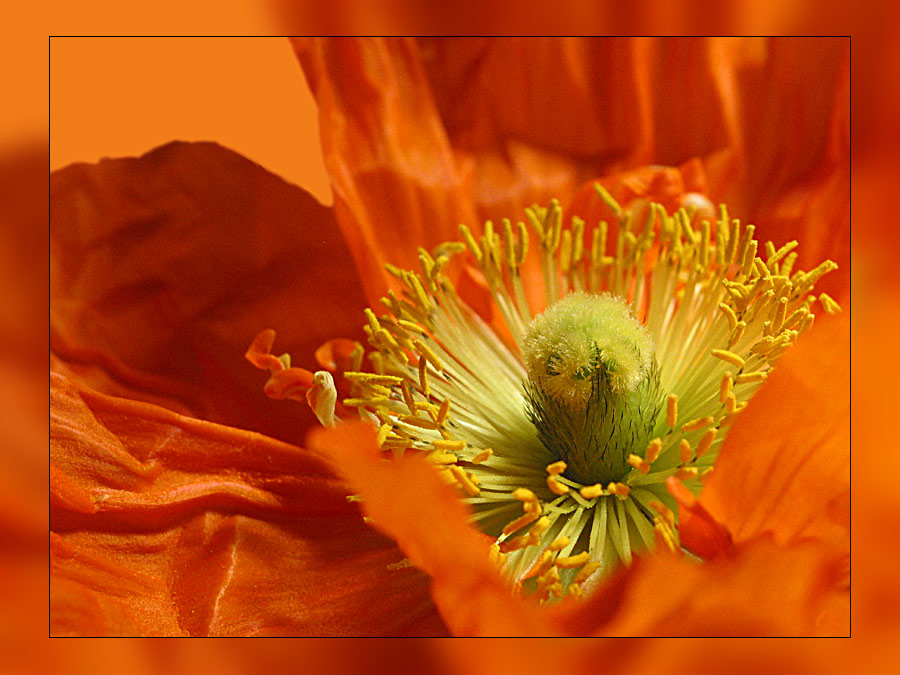 Mohn II von Claudia K. Mohn II von Claudia K.