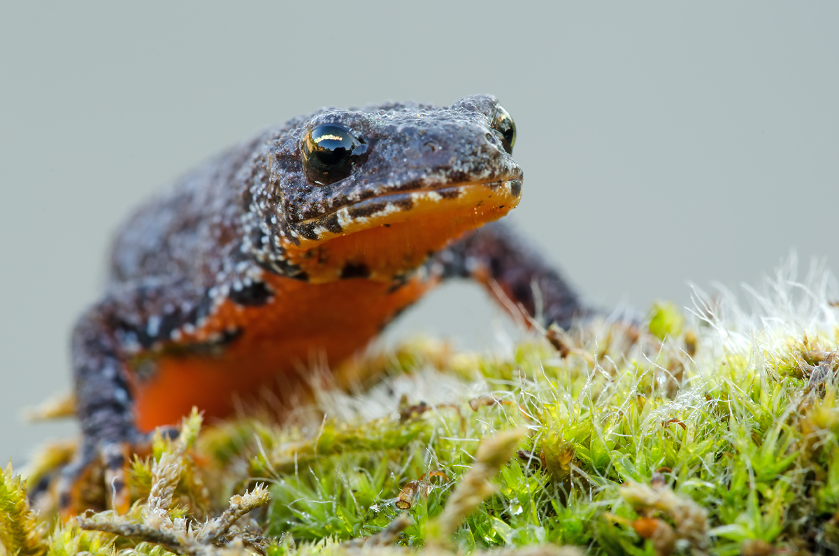 Molch Foto & Bild tiere, wildlife, amphibien & reptilien Bilder auf