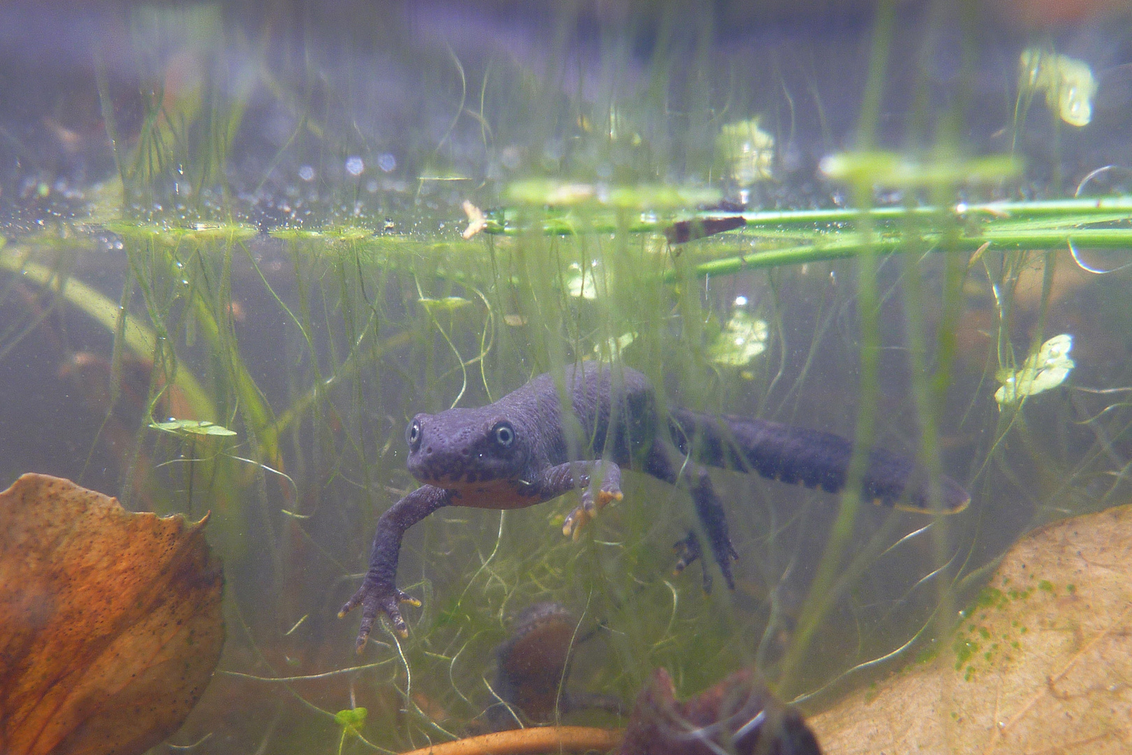 Molch im Gartenteich Foto & Bild tiere, wildlife, amphibien