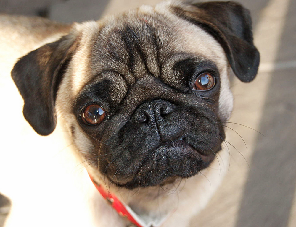 MopsGesicht Foto & Bild tiere, haustiere, hunde Bilder auf