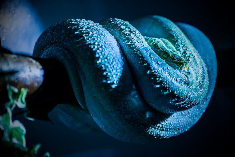 Morelia Viridis Sorong, Grüner Baumpython Foto & Bild | tiere, wildlife
