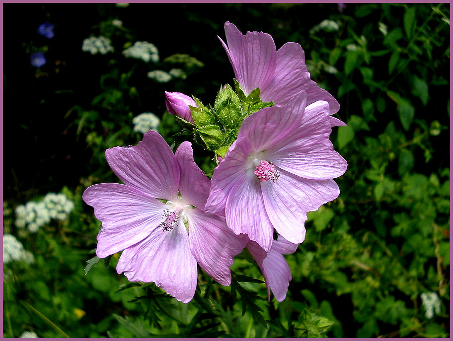 MoschusMalve (Malva moschata) Foto & Bild pflanzen, pilze & flechten