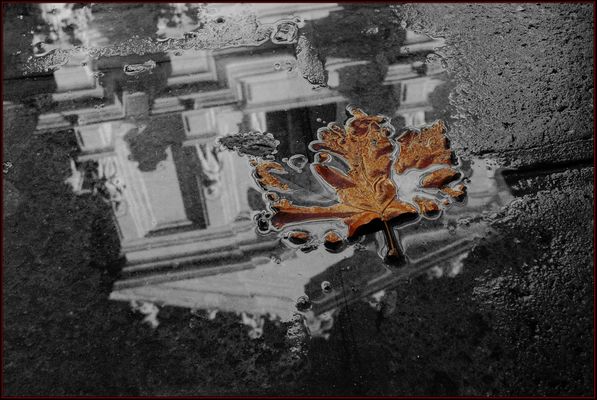 Mostra online di Alvise Caburlotto "Particolari e dintorni" - 6. Ultima foglia d'autunno