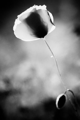 Mostra online di Daniela Pasquetti "La voce dei papaveri e altre storie di luce e di flora" - 10.