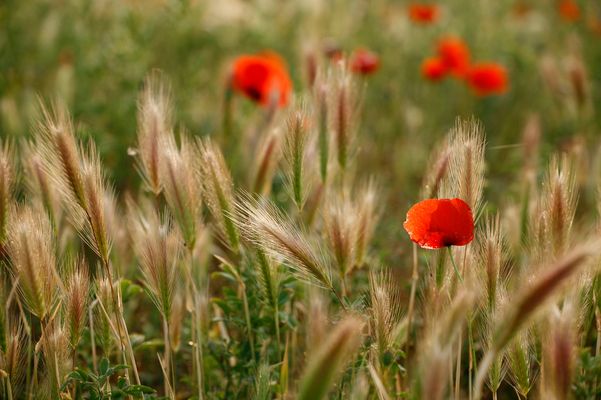 Mostra online di Daniela Pasquetti "La voce dei papaveri e altre storie di luce e di flora" - 2.