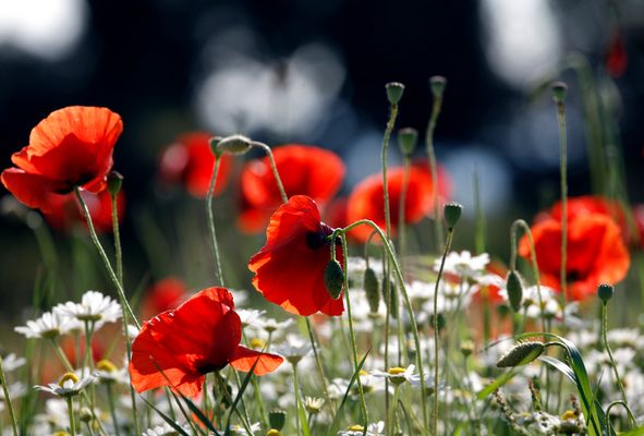 Mostra online di Daniela Pasquetti "La voce dei papaveri e altre storie di luce e di flora" - 3.