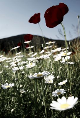 Mostra online di Daniela Pasquetti "La voce dei papaveri e altre storie di luce e di flora" - 7.