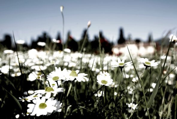 Mostra online di Daniela Pasquetti "La voce dei papaveri e altre storie di luce e di flora" - 8.