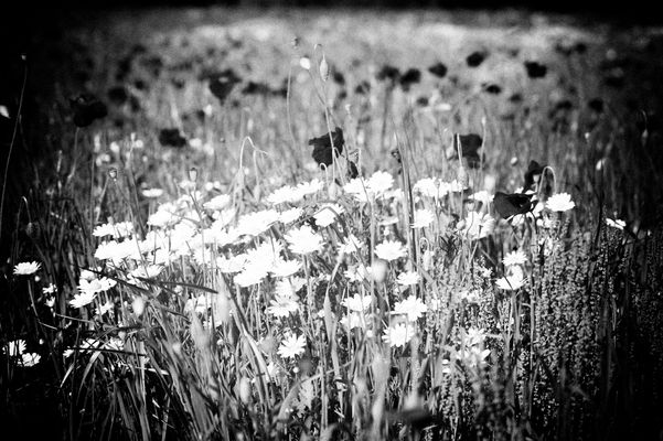 Mostra online di Daniela Pasquetti "La voce dei papaveri e altre storie di luce e di flora" - 9.