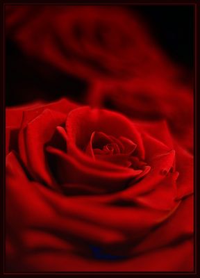 Mostra online di Diego Salom Pedemonti "Macro o close up?" - 1. Sfumature scarlatte