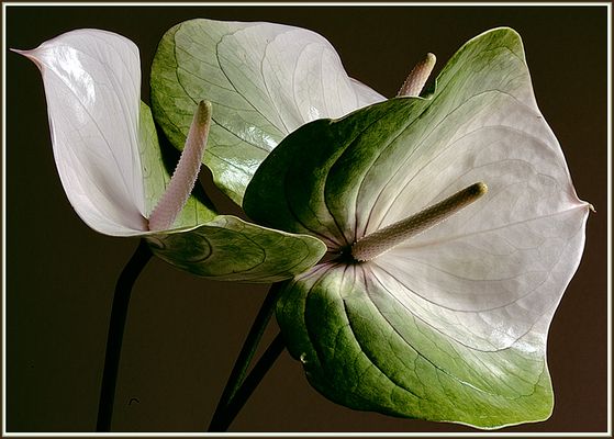Mostra online di Diego Salom Pedemonti "Macro o close up?" - 7. Pregiata porcellana