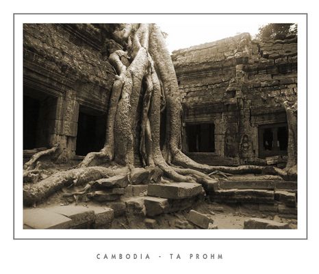 Mostra online di Grazia Bertano: "Non solo Khmer" - 2. Ta Phrom - viaggio a ritroso nel tempo
