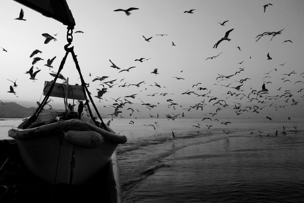Mostra online di Uta Theile "L'arte della pesca nelle Cinque Terre" - 9. L'arrivo nel porto