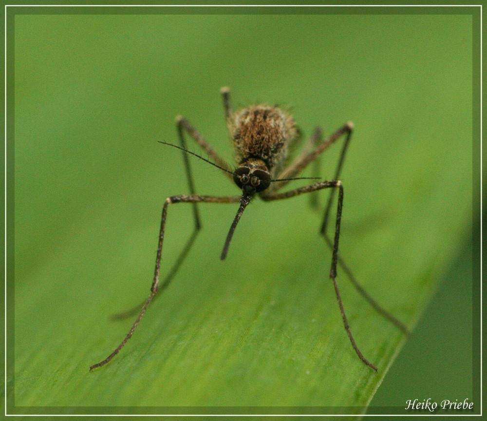 Mücke Foto & Bild tiere, tierdetails, natur Bilder auf