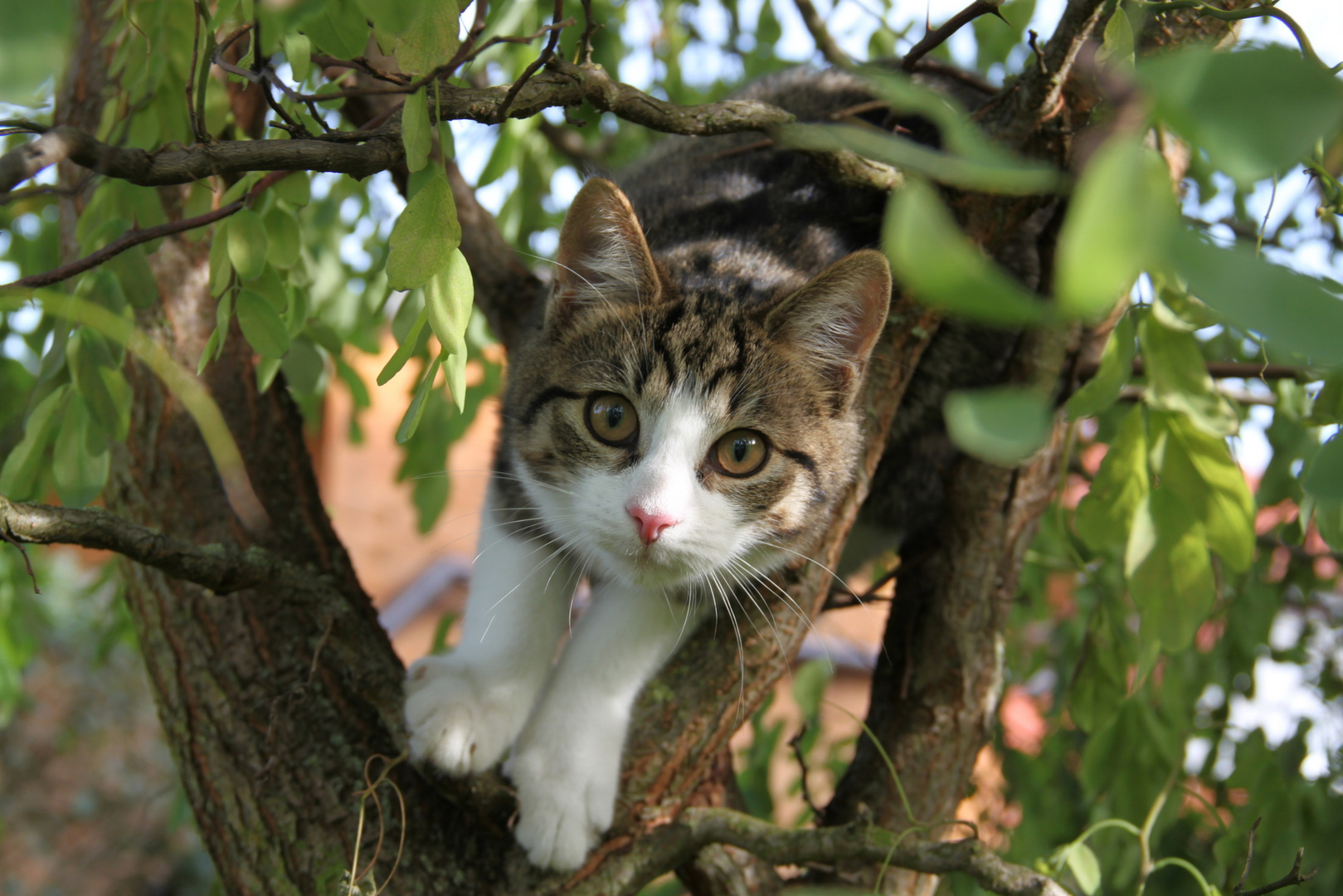 Nachbars Katze sitzt im Baum Foto & Bild tiere, haustiere, katzen