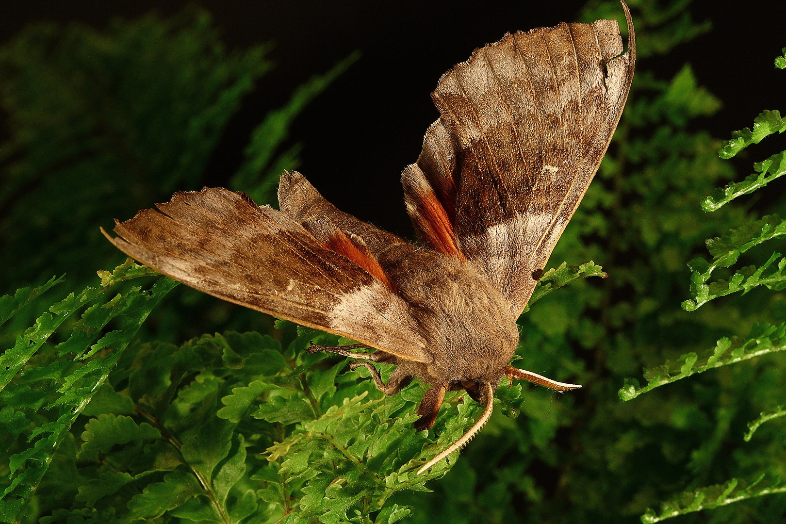 Nachtfalter ein riesen Brummer Foto & Bild tiere, wildlife
