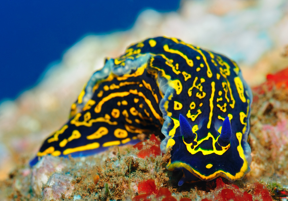 Nacktschnecke Foto &amp; Bild unterwasser, uwsalzwasser