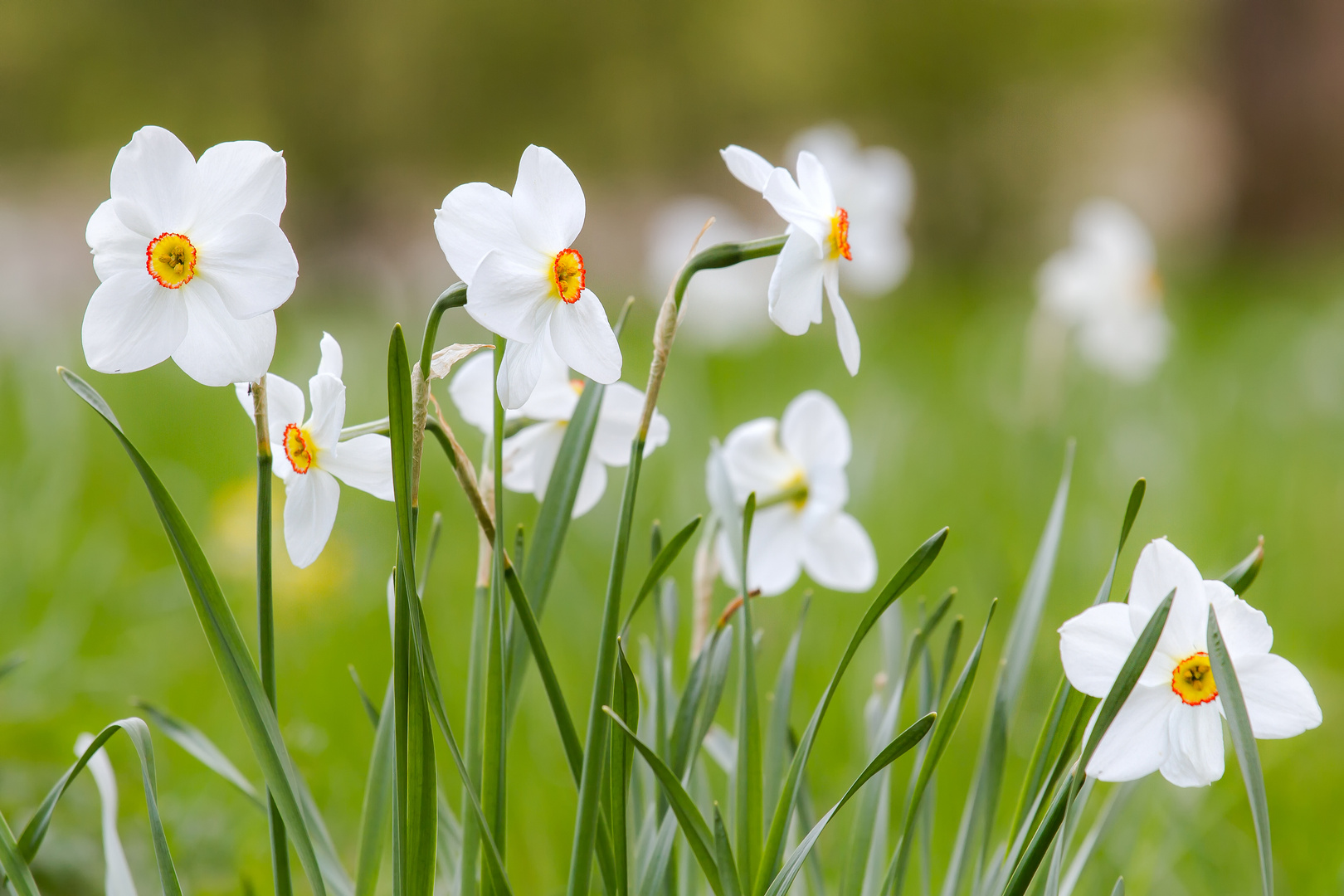 Narzissen Foto & Bild pflanzen, pilze & flechten, blüten