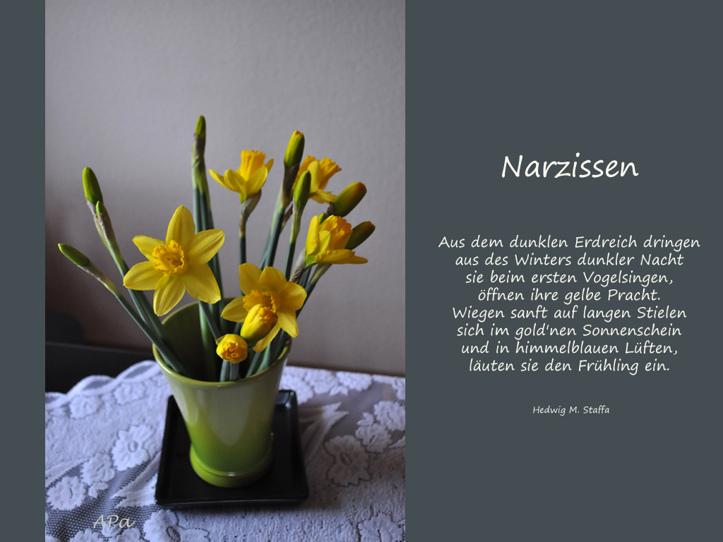 Narzissen Foto & Bild blumen indoor, indoor, blüten Bilder auf